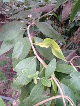 Image of Zexmenia serrata La Llave