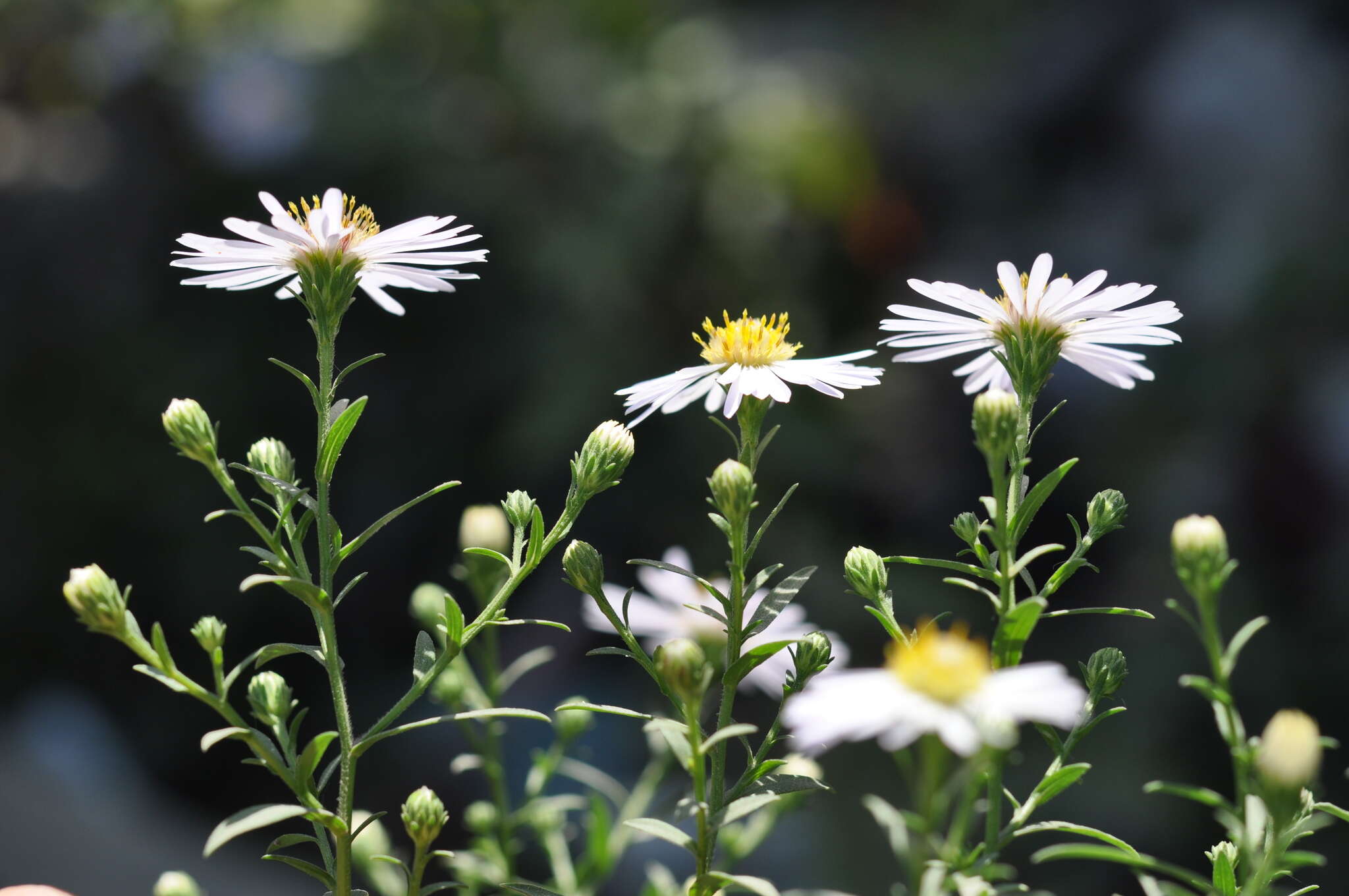 Image de Symphyotrichum salignum (Willd.) G. L. Nesom