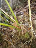 Image of Anthurium podophyllum (Cham. & Schltdl.) Kunth