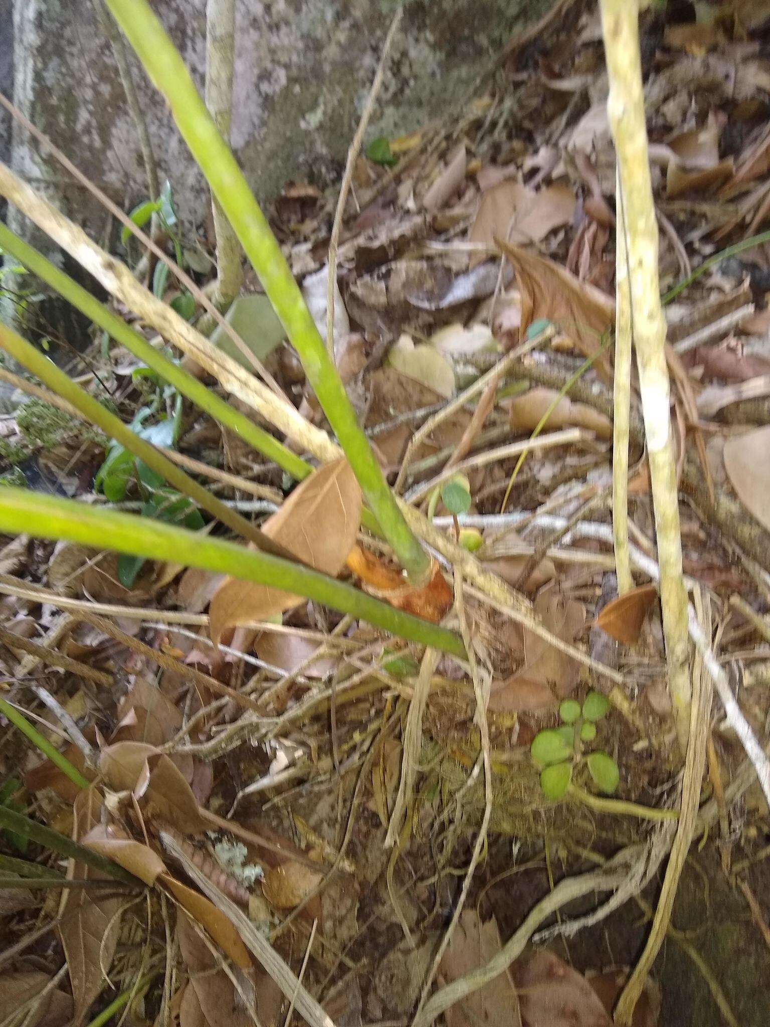 Image of Anthurium podophyllum (Cham. & Schltdl.) Kunth