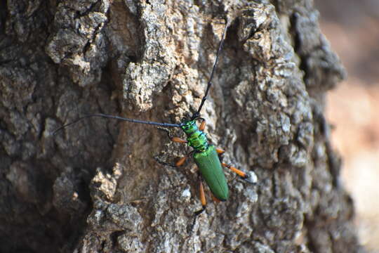 Image of Bumelia Borer