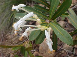 Image of Oxera neriifolia (Montrouz.) Beauvis.