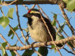 Tricholaema leucomelas leucomelas (Boddaert 1783) resmi