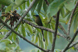 Image of Amazonian Motmot