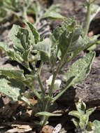 Image de Leucophysalis nana (A. Gray) Averett