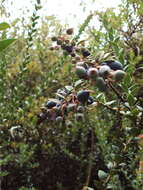 Image of Andean blueberry