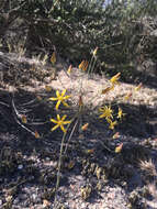 Слика од Bloomeria crocea var. aurea (Kellogg) Ingram