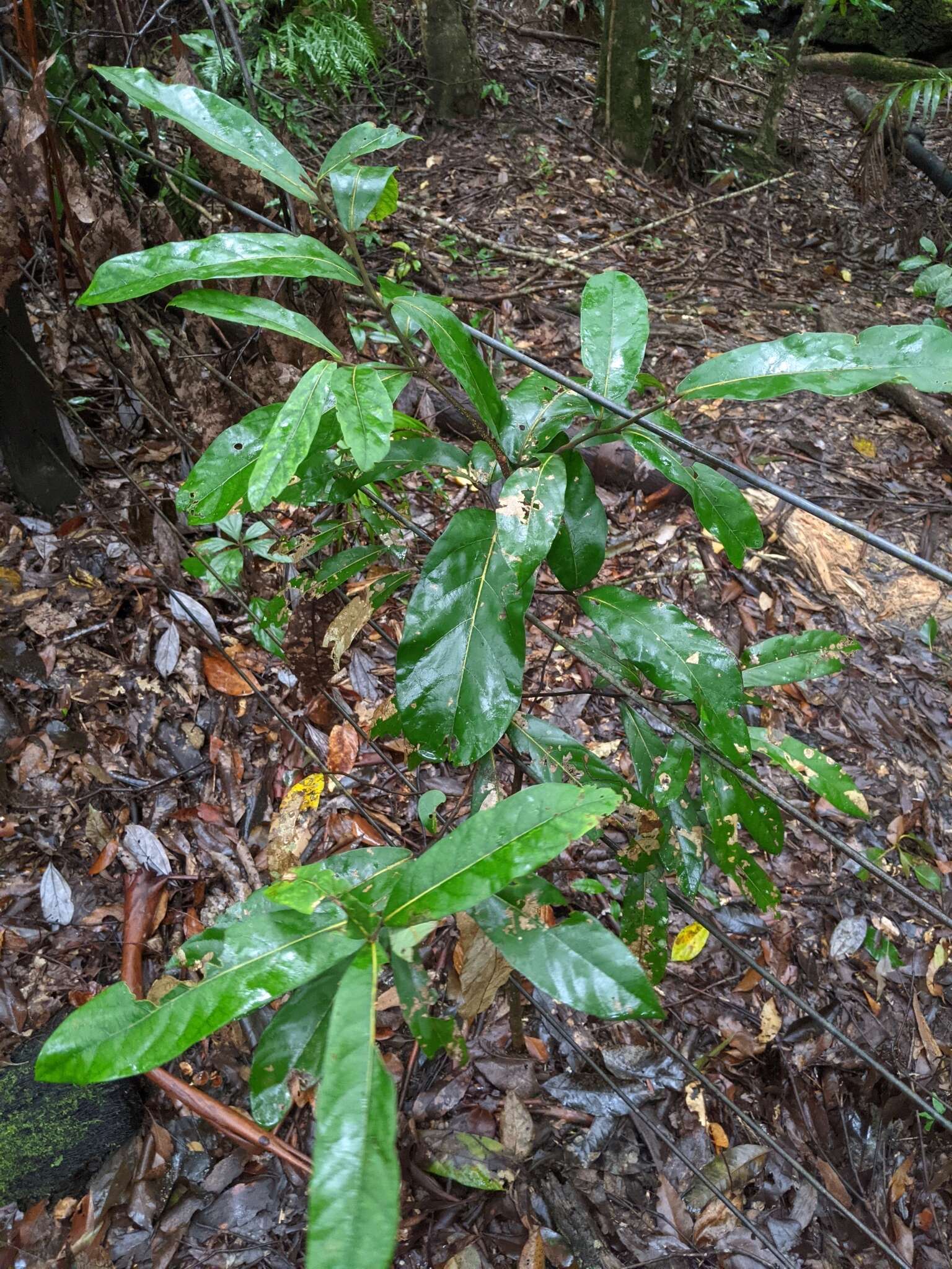 Image of Cryptocarya obovata R. Br.