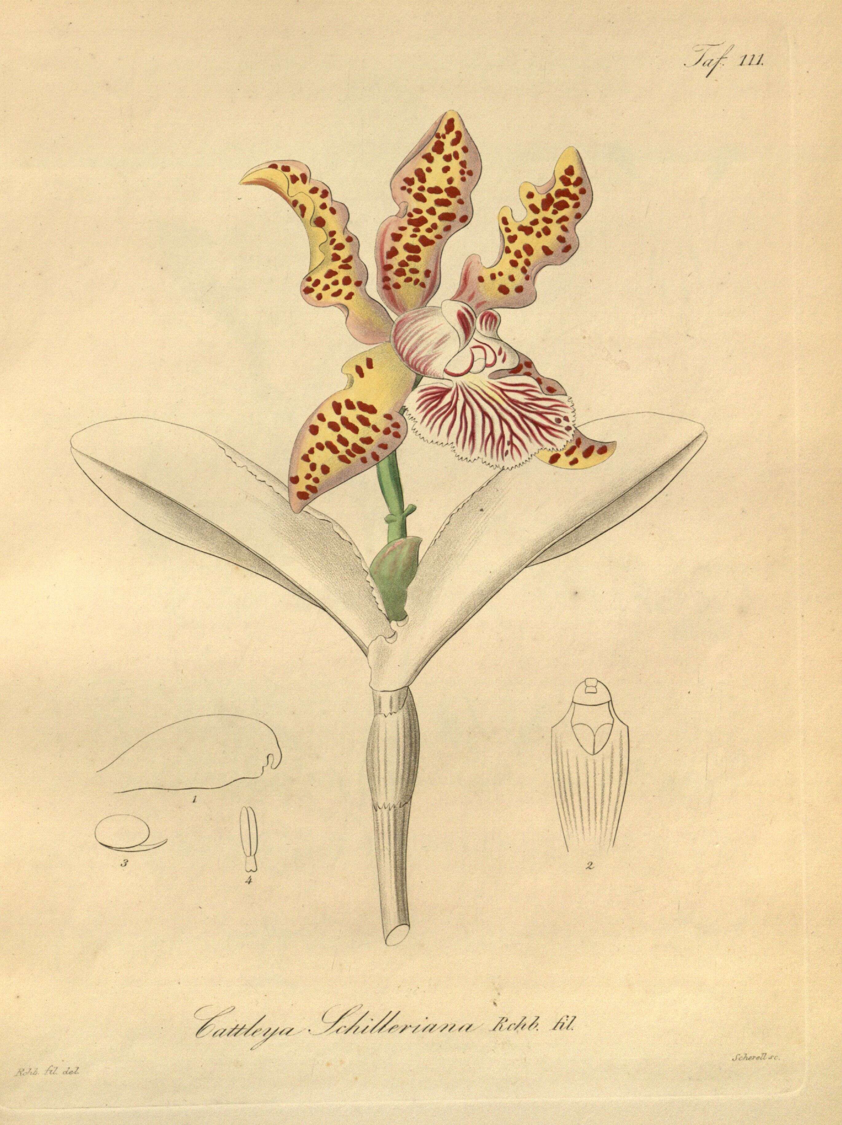 Plancia ëd Cattleya schilleriana Rchb. fil.