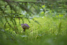 Image of Leccinum melaneum (Smotl.) Pilát & Dermek 1974