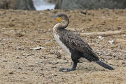 Image of White-breasted Cormorant