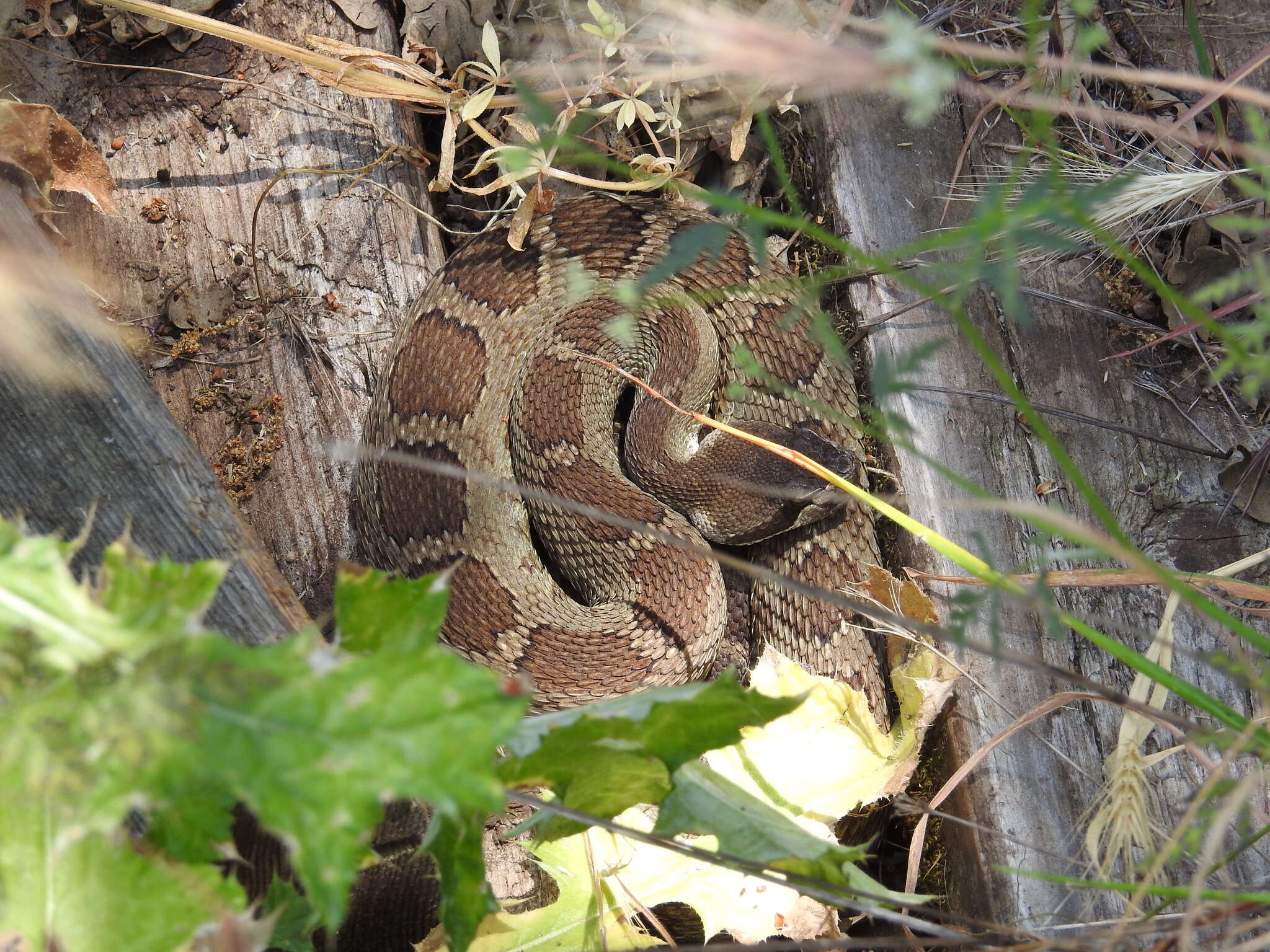 Image of Crotalus oreganus oreganus Holbrook 1840