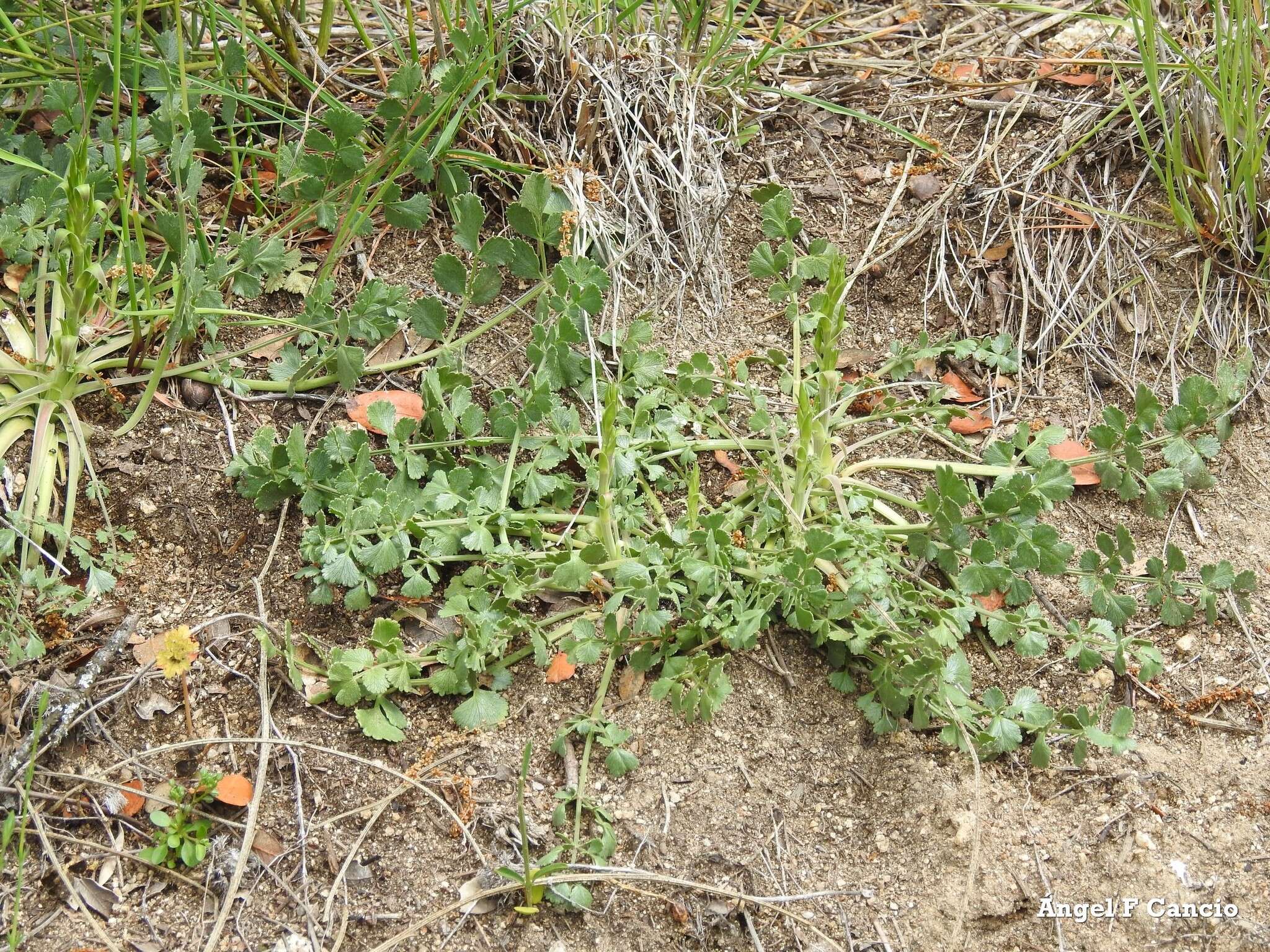 Imagem de Pimpinella villosa Schousboe