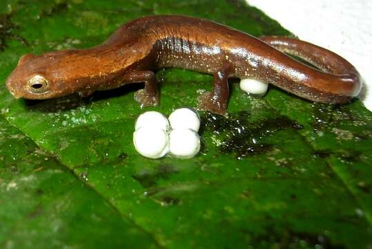 Image of Bolitoglossa sima (Vaillant 1911)