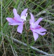 Image of Tuberous Grasspink