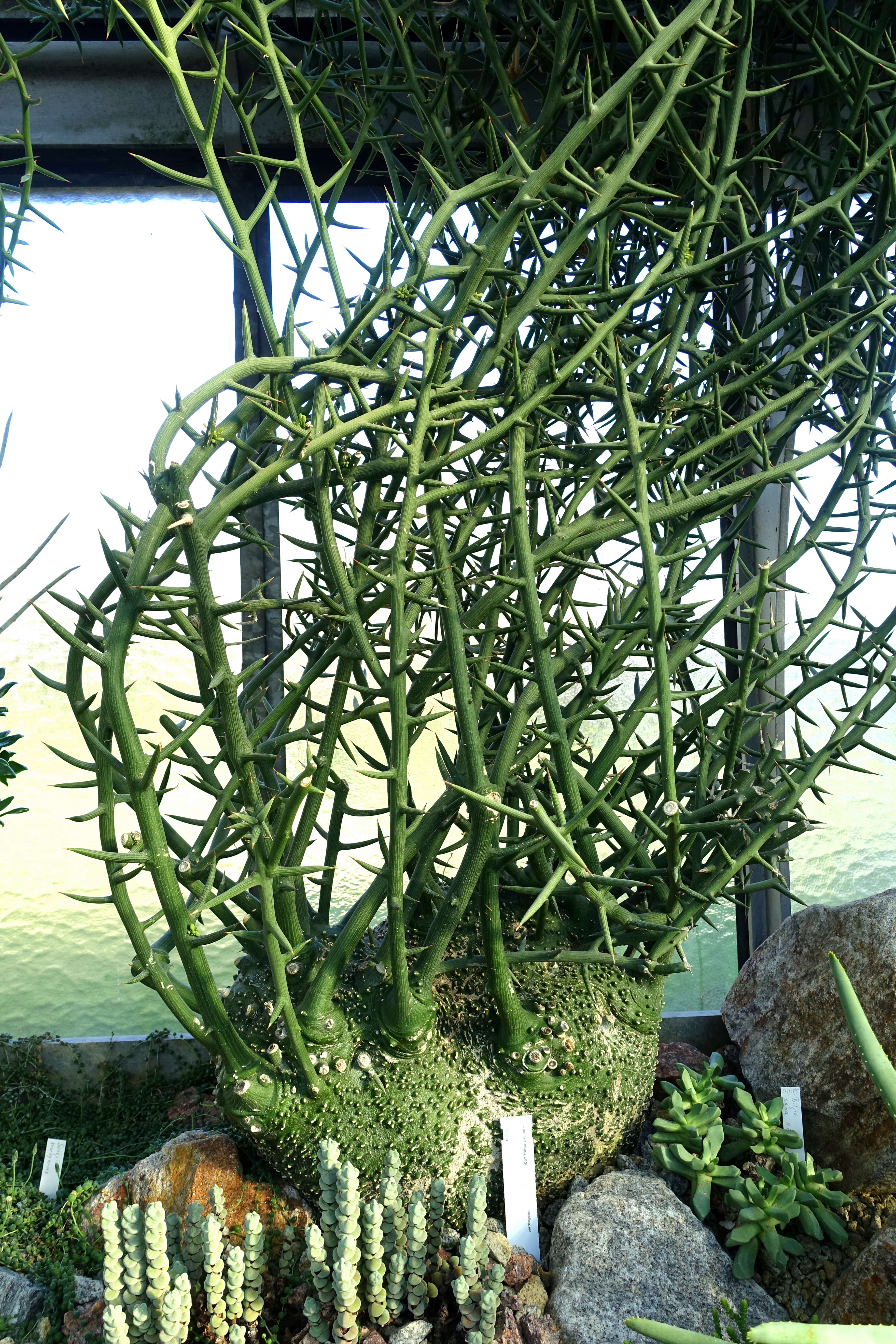 Image of Adenia globosa Engl.