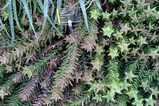 Image of Aloe juvenna Brandham & S. Carter