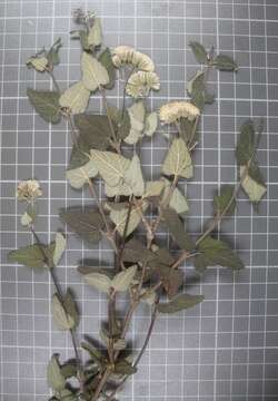 Image of Ageratina scorodonioides (A. Gray) R. King & H. Rob.