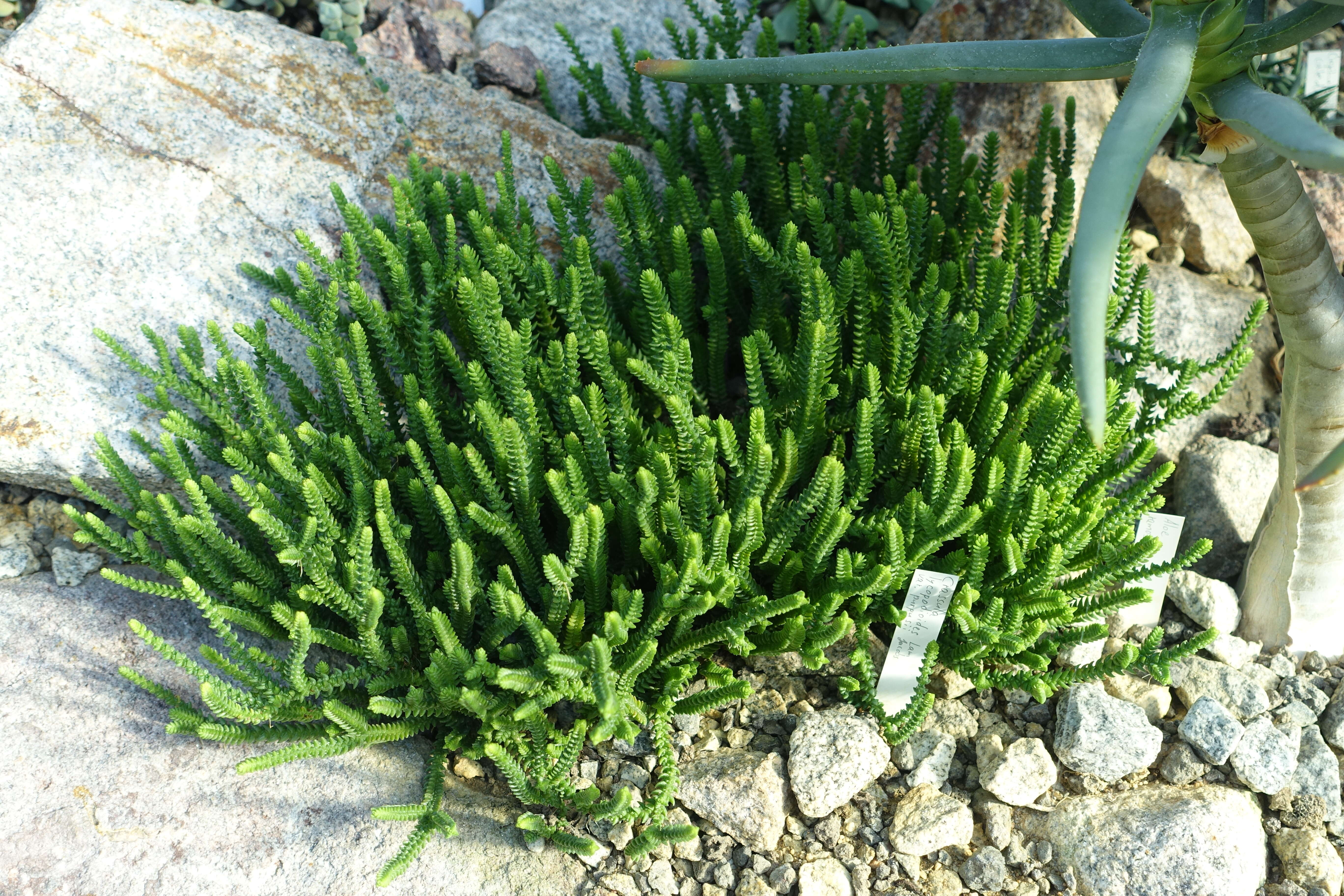 Image of Crassula muscosa L.