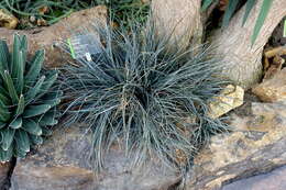 Image of Dyckia remotiflora A. Dietr.