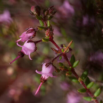 Sivun Erica thimifolia Wendl. kuva