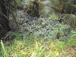 Image of speckled spur flower