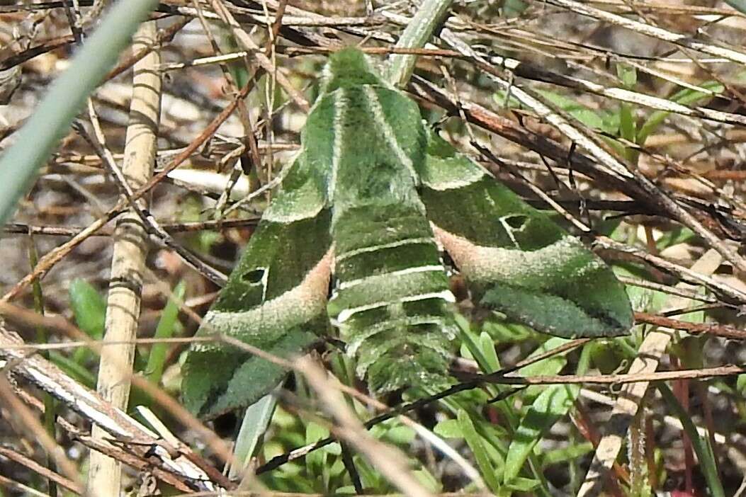 Proserpinus clarkiae (Boisduval 1852) resmi