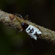 Image of White Micrathena