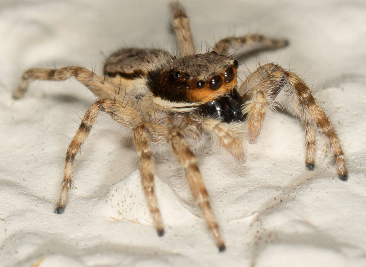 Image of Gray Wall Jumper