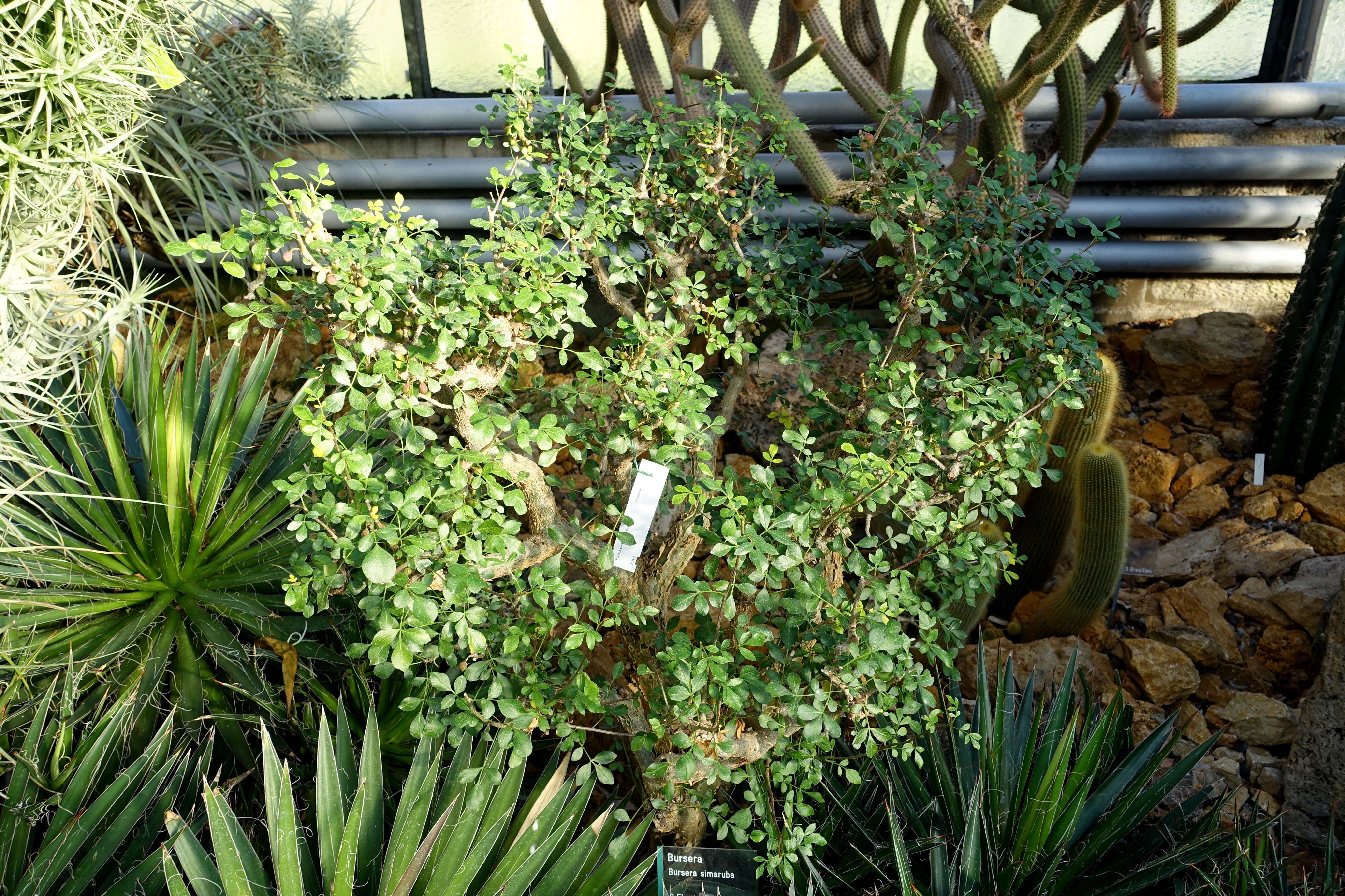 Image of gumbo limbo