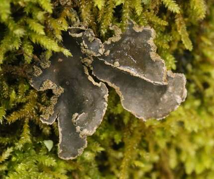 Image of spotted felt lichen