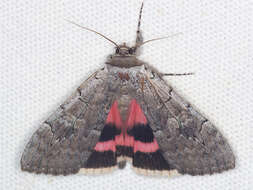 Image of Pink Underwing