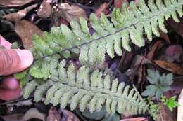 Image of Hispaniolan spleenwort