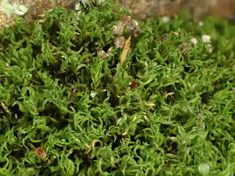 Image of Lapland yoke-moss