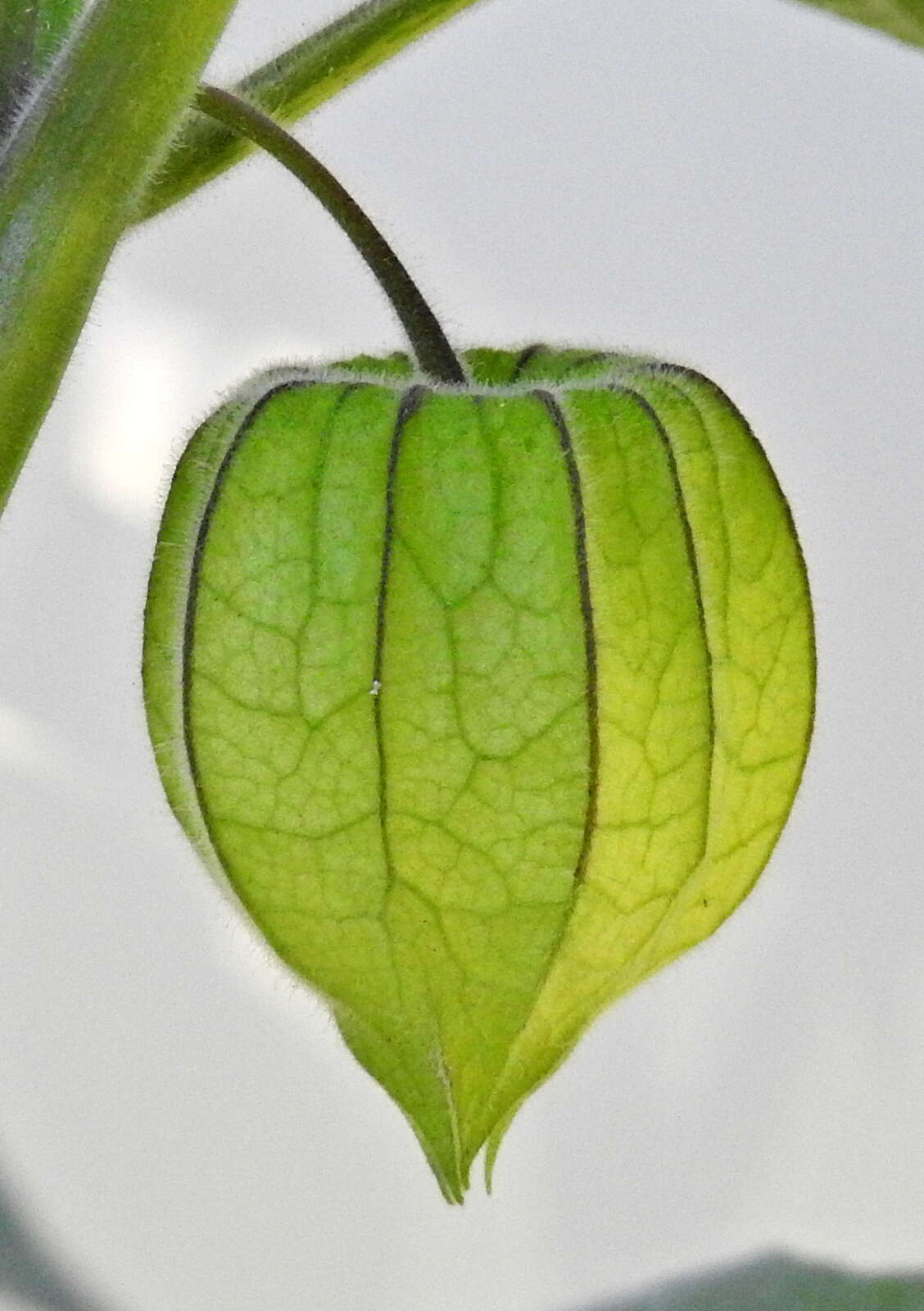 Image of Peruvian groundcherry