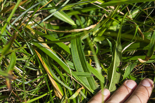 Image of Gentiana cruciata subsp. phlogifolia (Schott & Kotschy) Tutin