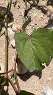 Image of ginger-leaf morning-glory