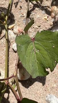 Image of ginger-leaf morning-glory