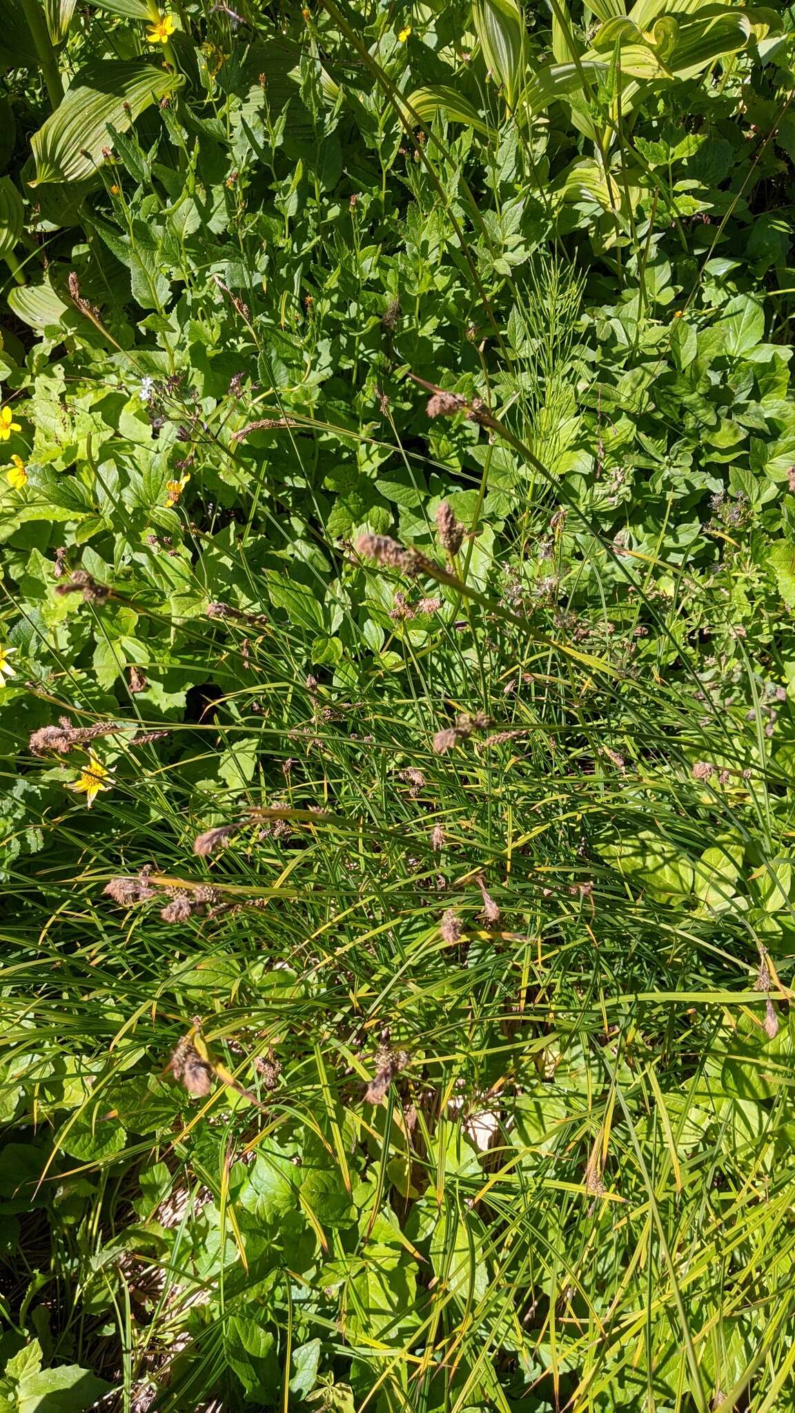 Image of Northwestern Showy Sedge