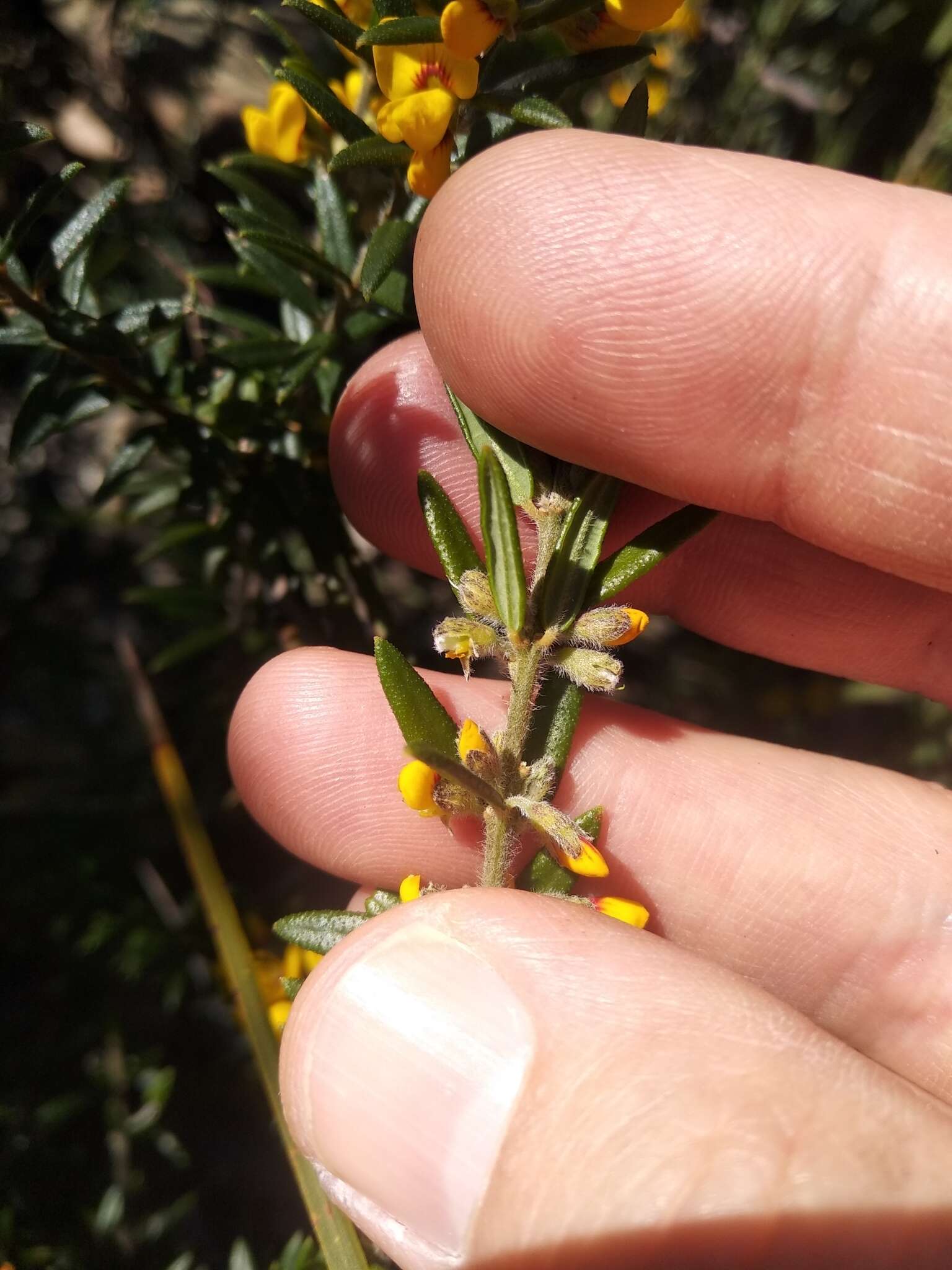 Image of Aotus ericoides (Vent.) G. Don