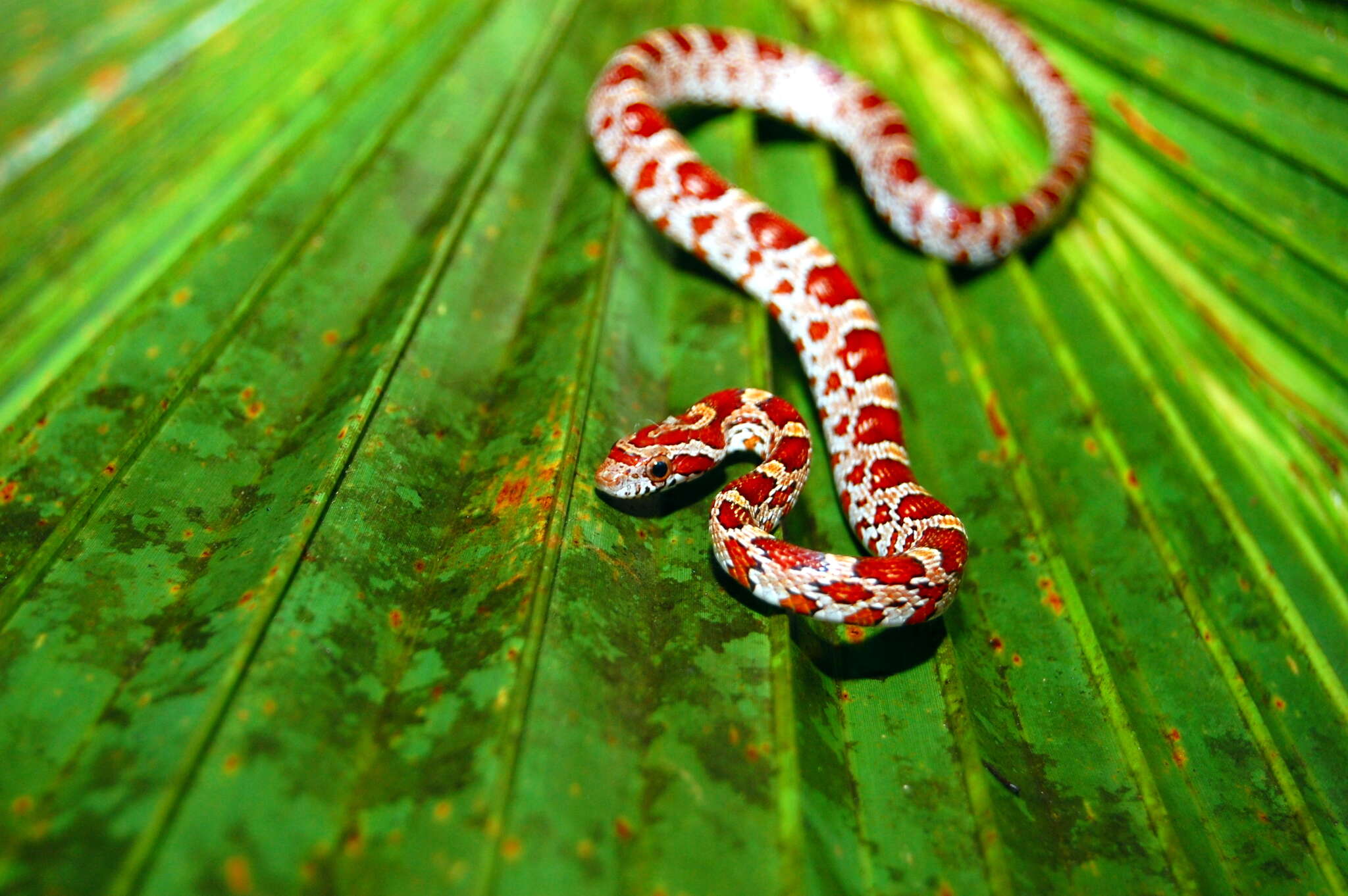 Image of Corn Snake