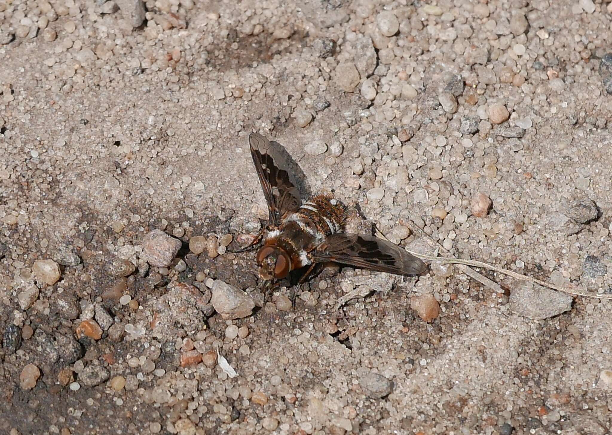 Image of Mottled bee-fly