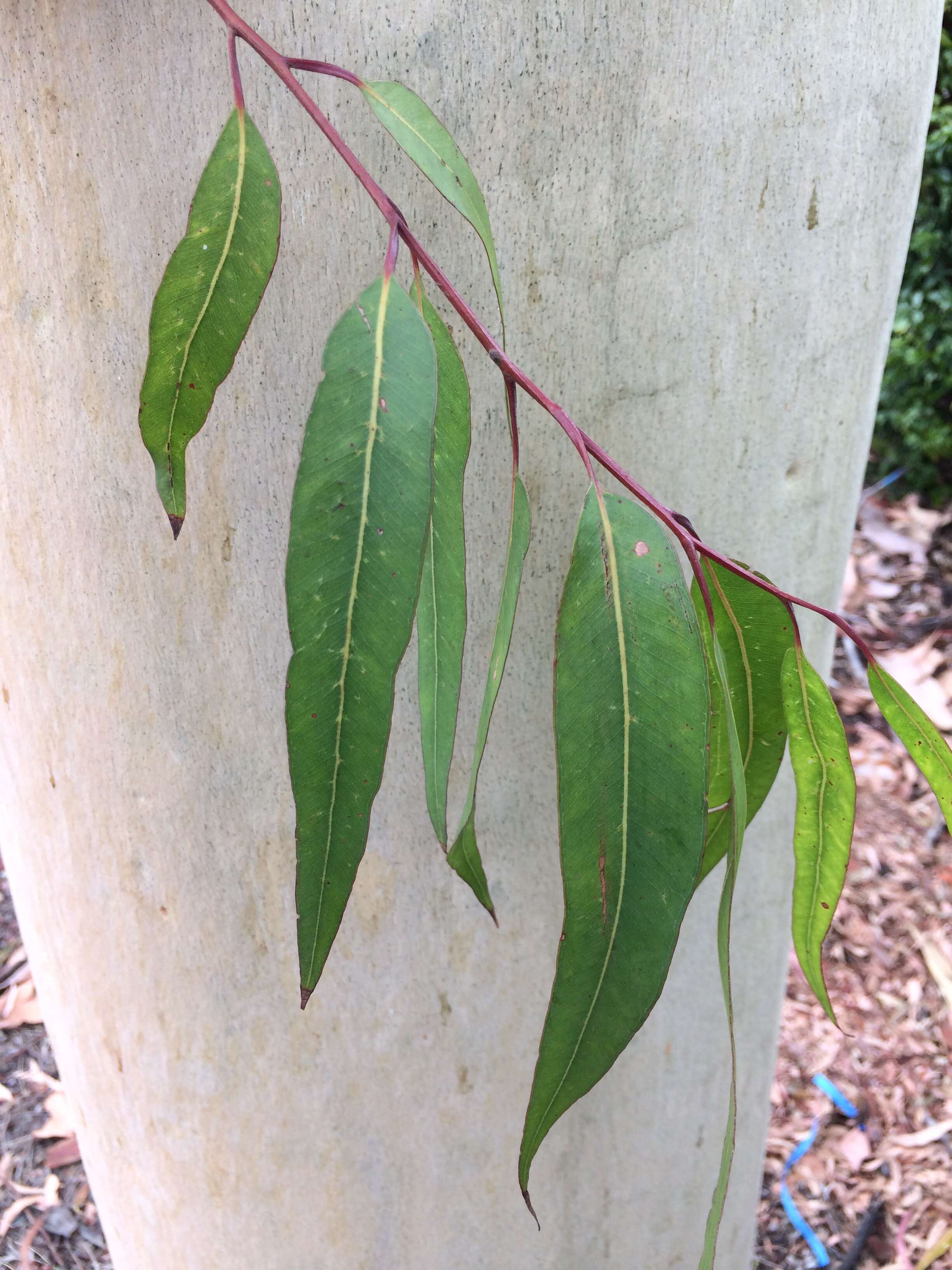 Image of lemonscented gum