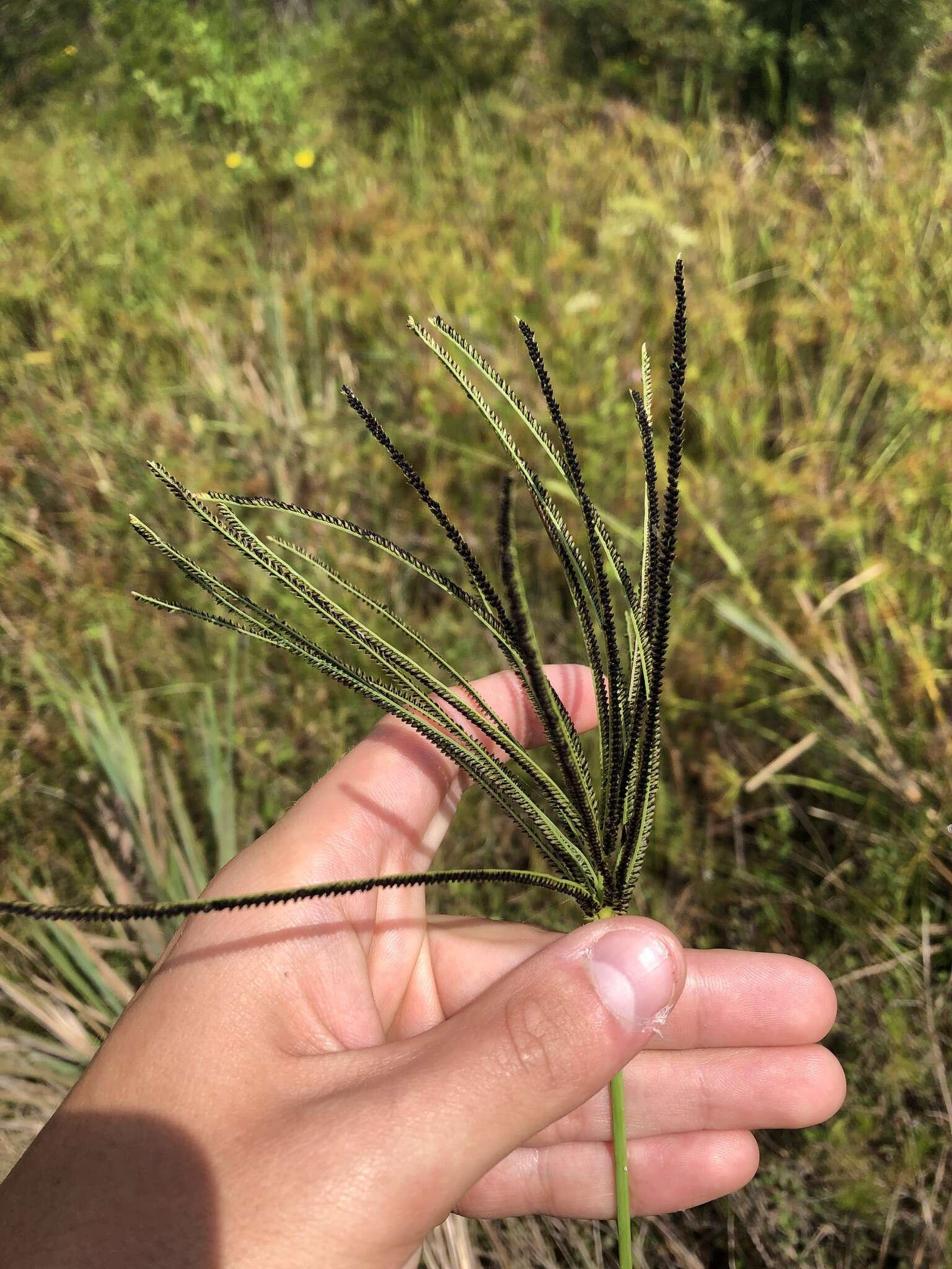 Image of fingergrass
