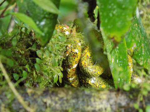 Image of Eyelash Viper