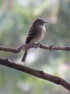 Image of Eastern Wood Pewee