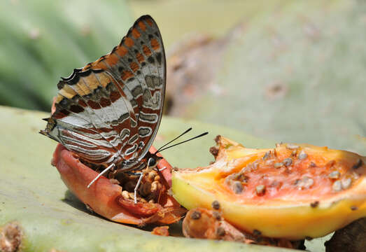 Charaxes jasius Linnaeus 1767的圖片