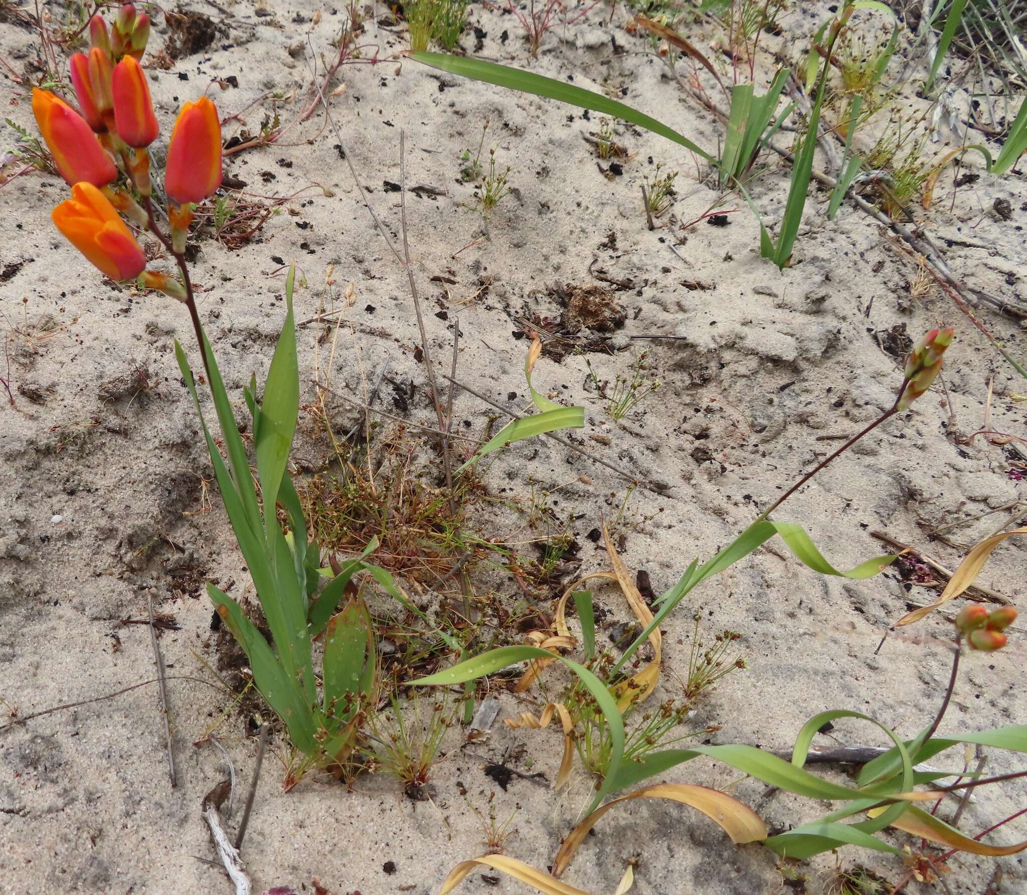 Image of Ixia calendulacea Goldblatt & J. C. Manning