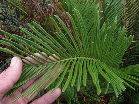 Image of Lomariocycas aurata (Fée) Gasper & A. R. Sm.