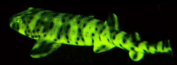 Image of Swell Shark